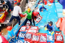 Đầu năm, ngư dân Bình Định trúng đậm cá ngừ thu về tiền tỷ