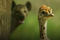 Video: Nhăm nhe ăn thịt đà điểu con, linh cẩu lĩnh cú đá trời giáng