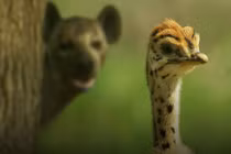 Video: Nhăm nhe ăn thịt đà điểu con, linh cẩu lĩnh cú đá trời giáng