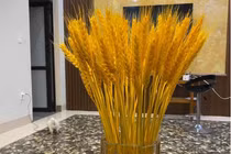 Chị em lùng mua lúa mì về cắm, tiểu thương bán hàng nghìn bó/ngày