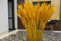 Chị em lùng mua lúa mì về cắm, tiểu thương bán hàng nghìn bó/ngày