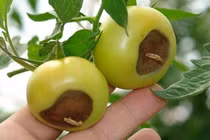 Dùng ong bắp cày thiên địch để tiêu diệt côn trùng bảo vệ cà chua