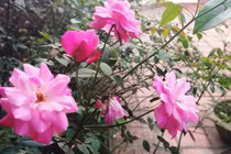 Phụ nữ một đời chồng rất cao giá, đừng nghĩ muốn là sẽ có được