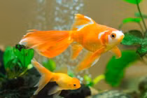 5 điều cấm quên khi nuôi cá hợp mệnh để hút tài lộc vào nhà