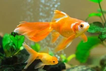 5 điều cấm quên khi nuôi cá hợp mệnh để hút tài lộc vào nhà