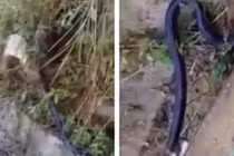 Video: Rụng rời tay chân bắt rắn hổ mang chúa khổng lồ ở Yên Bái