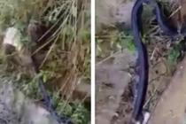 Video: Rụng rời tay chân bắt rắn hổ mang chúa khổng lồ ở Yên Bái