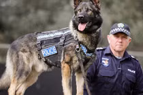 Bí mật về “Đặc vụ 4 chân” tháp tùng Tổng thống Mỹ đi khắp thế giới