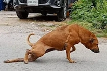 Video: Xem chú chó tinh nghịch giả què để xin ăn