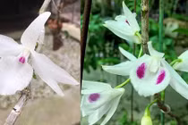 Cận cảnh giỏ hoa lan đột biến có giá hơn 1 tỷ đồng ở Huế