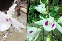 Cận cảnh giỏ hoa lan đột biến có giá hơn 1 tỷ đồng ở Huế