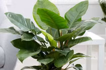 6 cây cảnh nghe tên đã thấy phú quý, tài lộc đầy nhà, lại dễ trồng