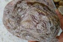 Đem khúc gỗ mục về nhà, người nông dân choáng váng phát hiện kho báu