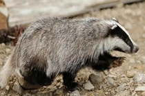 Đàn lửng xới tung nghĩa trang, dân không dám động tới