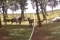 Dê húc bò khổng lồ to gấp 3, kết thúc không tin nổi