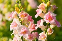 Tuyệt chiêu giúp hoa thơm trong vườn nở mãi không tàn