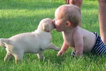 Sốc: Nước tiểu chó khiến bé gái phải cắt bỏ ngón chân