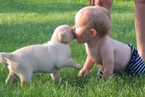 Sốc: Nước tiểu chó khiến bé gái phải cắt bỏ ngón chân