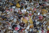 Kiếm tiền triệu mỗi ngày nhờ “săn” ốc cườm béo ngọt, vỏ làm trang sức