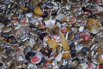 Kiếm tiền triệu mỗi ngày nhờ “săn” ốc cườm béo ngọt, vỏ làm trang sức