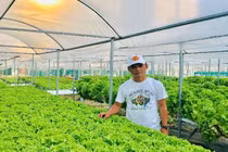 Đà Nẵng: 7X 'hái' tiền đều như vắt chanh từ vườn rau thủy canh