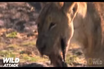 Video: Bị chọc giận, hà mã nổi “máu điên” ngoạm gãy hàm sư tử