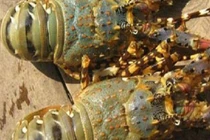 Tôm hùm, cá mú giảm giá sốc vẫn ế, người nuôi méo mặt