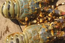 Tôm hùm, cá mú giảm giá sốc vẫn ế, người nuôi méo mặt