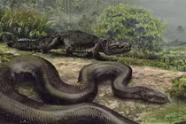 Mãng xà cổ đại khổng lồ nặng 1,5 tấn đang sống ở rừng Amazon?