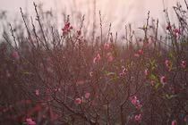 Đào nở sớm ở cánh đồng hoa Nhật Tân nổi tiếng thủ đô