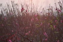 Đào nở sớm ở cánh đồng hoa Nhật Tân nổi tiếng thủ đô