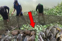 Video: Chăng dưới bắt ếch và kết quả bất ngờ