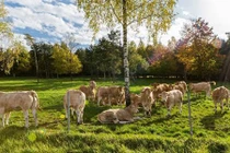 Không phải Kobe, thịt bò đắt nhất thế giới được sản xuất ra sao?