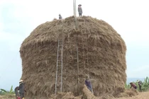 Quảng Ngãi: Cây rơm "khủng" cao 30m trị giá 500 triệu đồng
