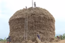 Quảng Ngãi: Cây rơm "khủng" cao 30m trị giá 500 triệu đồng