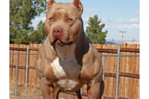 Định hãm hiếp trẻ em, bất ngờ bị pit bull cắn mất "của quý"