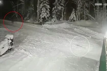 Cảm động chú chó liều mình chiến đấu với sói cứu chủ