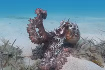 Video: Giật mình vì chú bạch tuộc “biến hình” trong chớp mắt