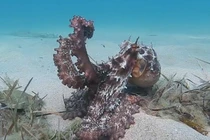 Video: Giật mình vì chú bạch tuộc “biến hình” trong chớp mắt