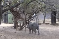 Video: Tê giác con cà khịa hươu cao cổ và cái kết đắng