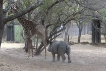 Video: Tê giác con cà khịa hươu cao cổ và cái kết đắng