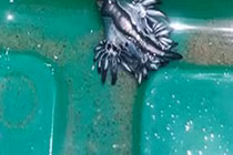 "Rồng xanh" cực hiếm trôi dạt vào bờ biển Mỹ