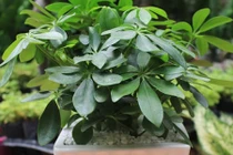 Trồng cây phong thủy theo tuổi hợp mệnh gia chủ