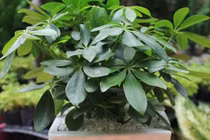 Trồng cây phong thủy theo tuổi hợp mệnh gia chủ