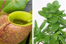 10 loại cây phong thủy có sức mạnh hóa giải vận xui