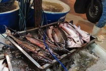 Nguồn gốc cá tầm nhập khẩu rẻ không ngờ