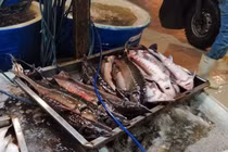 Nguồn gốc cá tầm nhập khẩu rẻ không ngờ