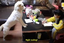 Video: Bố huấn luyện chó cưng giám sát con gái học bài