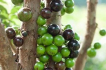 Nho thân gỗ có gì đặc biệt khiến các “tín đồ” “cuồng” đến như vậy?