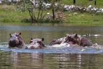 Hà mã đang gây ra nỗi kinh hoàng cho người Colombia